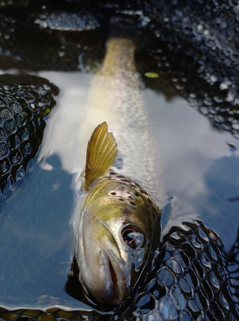 Truite pêchée à la mouche